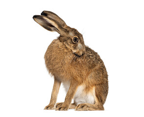 Side view of a European hare or brown hare, lepus europaeus, sitting and licking himself on white...