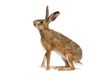 Side view of a European hare or brown hare, lepus europaeus, sitting and looking up, alertly isolated on white