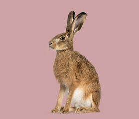 Full body of a european hare sitting and looking to the side against a pink background