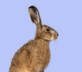 Side view of a European hare or brown hare, lepus europaeus, sitting and looking away, on purple background