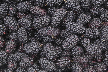 Many mulberry berries as background