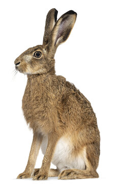 European hare sitting and looking up, isolated on transparent background