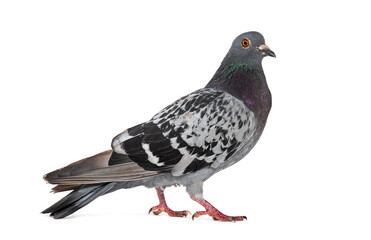 Side view of a feral pigeon, isoated on white