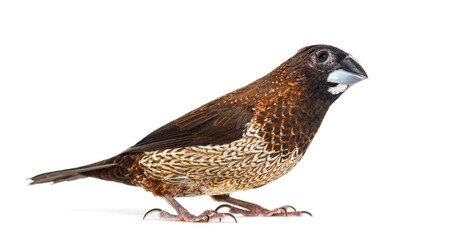 Society finch, Lonchura striata domestica, or Bengali finch, looking up isolated on white