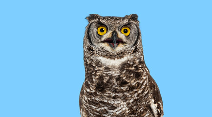 Head shot of a spotted eagle owl, bubo africanus, also known as african eagle owl, looking up with its beak open on blue background