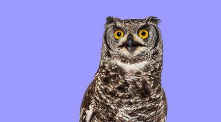 Head shot of a spotted eagle owl, bubo africanus, also known as african eagle owl, looking up with its beak open on purple background