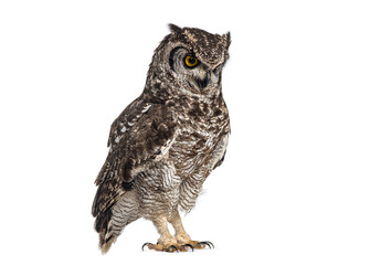 Spotted eagle owl, also known as african eagle owl - bubo africanus, standing and looking down, isolated on white