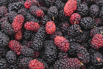 Close up of fresh mulberry berries