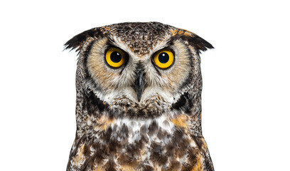 Head shot of agreat horned owl, Bubo virginianus saturatus, or tiger owl looking at the camera, isolated on white