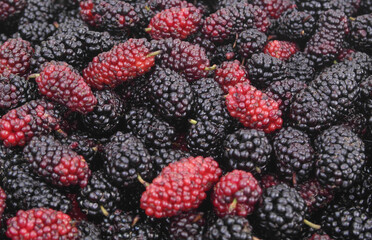 Red and black fresh mulberry berries close up	