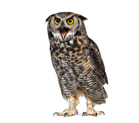 Expressive and looking angry Great horned owl bird, Bubo virginianus saturatus, or tiger owl, beak...
