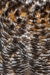 Detailed view of the plumage of great horned owl, highlighting its beautiful texture and color variations