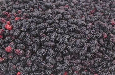 Many fresh mulberry berries as background	