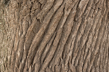 willow bark