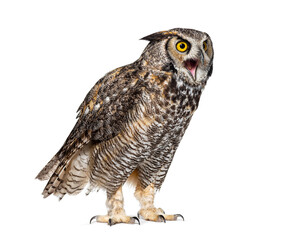 Expressive and looking angry Great horned owl bird, Bubo virginianus saturatus, or tiger owl, beak wide open, isolated on white