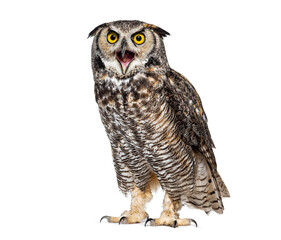 Expressive and looking angry Great horned owl bird, Bubo virginianus saturatus, or tiger owl, beak wide open, isolated on white