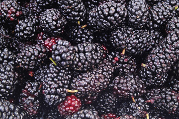 Close up of ripe mulberry berries