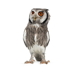 northern white-faced owl, Ptilopsis leucotis, standing and looking away