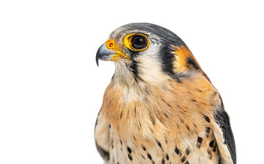 Head shot Side view of an American Kestrel, Falco sparverius, isolated on white