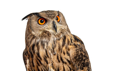 Head shot of an Eurasian Eagle-Owl, Bubo bubo, looking away, isolated on white