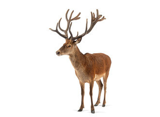 Red deer stag standing on white background showing antlers