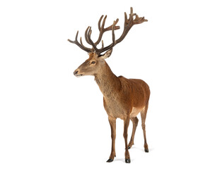 Red deer stag standing with large antlers on white background