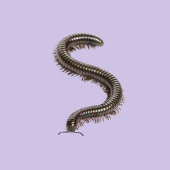 Giant african millipede forming an s shape crawling on a white background