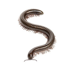 Ghana speckled leg millipede, Telodeinopus autii,  forming an s shape while crawling on a white background