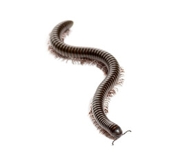 Ghana speckled leg millipede, Telodeinopus autii,  forming an s shape while crawling on a white background