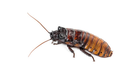 Madagascar hissing cockroach, Gromphadorhina portentosa, isolated on white