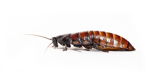 Side view of a Madagascar hissing cockroach, Gromphadorhina portentosa, isolated on white