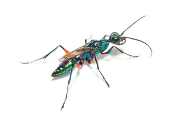 Emerald cockroach wasp, Ampulex compressa, isolated on white
