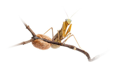 Female Praying mantis next to her ootheca, Sphodromantis specie, isolated on white