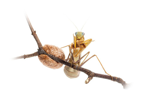 Female Praying mantis eating next to her ootheca, Sphodromantis specie, isolated on white