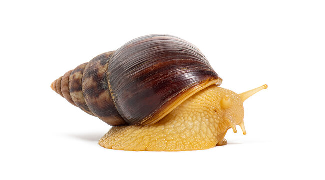 Side view of a Giant African land snail albinos crawling, Lissachatina fulica; isolated on white