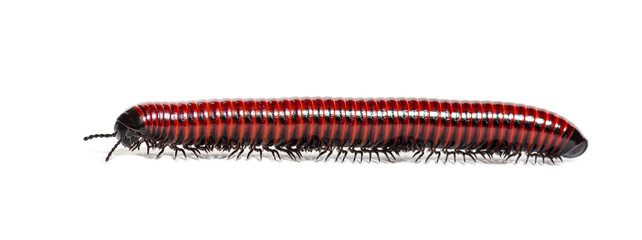 Side view of a Millipede crawling, Centrobolus sp Mozambique, isolated on white
