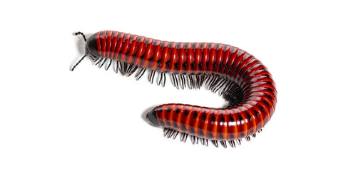 Millipede, Centrobolus sp Mozambique, isolated on white
