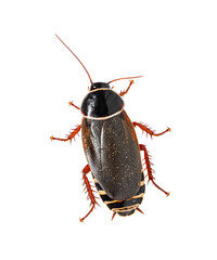 Dorsal view of a Simandoa cave roach, Simandoa conserfariam, isolated on white