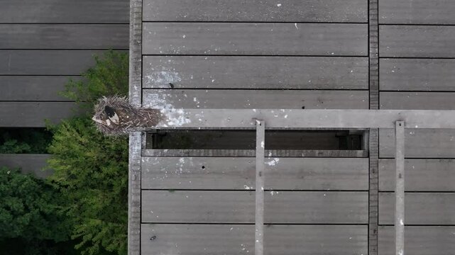 White Stork Perched on Concrete Structure in Urban Setting