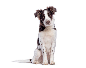 Adorable Crossbreed dog with a border collie sitting and posing on white background