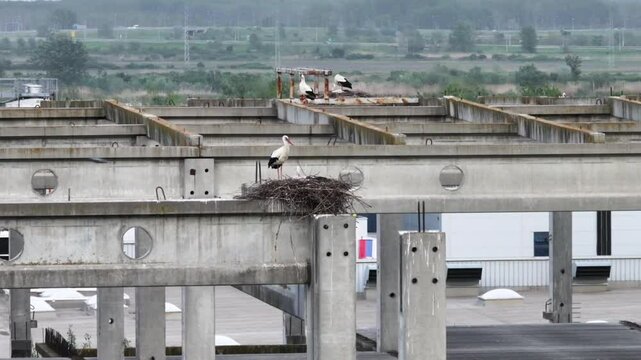 White Storks Nesting on Industrial Building Rooftop in Urban Area
