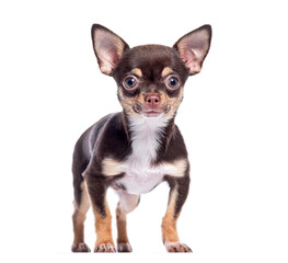 Adorable chihuahua puppy standing on white background