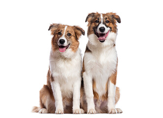Two happy mixed breed dogs sitting and panting on white background
