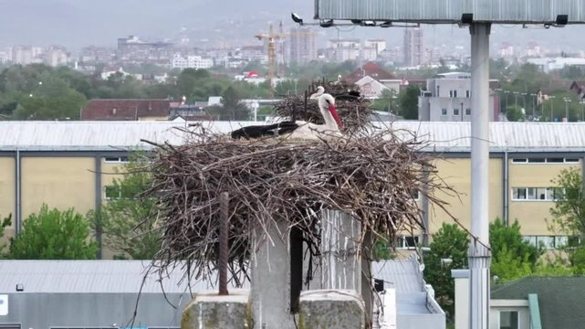 Aerial View of Stork Nests on Concrete Pillars in Urban Environment

