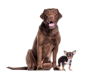 Fototapeta premium Chocolate labrador retriever sitting next to a chihuahua on white background