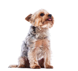 Yorkshire terrier sitting and looking up with tongue out on white background