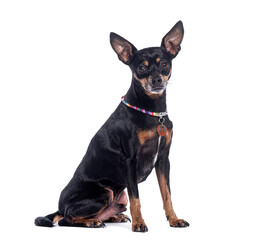 Prague ratter dog sitting and wearing colorful collar