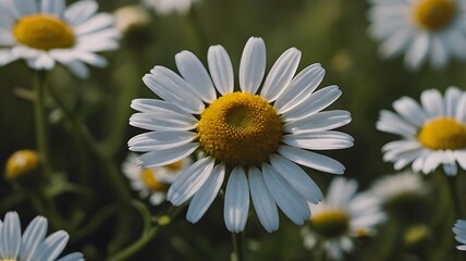 Fototapeta premium Beautiful field of daisies with focus on a single white daisy flower