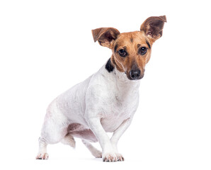 Jack russell terrier posing on white background