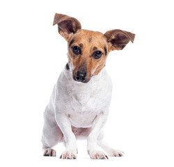 Obraz premium Jack russell terrier sitting and looking curious on white background